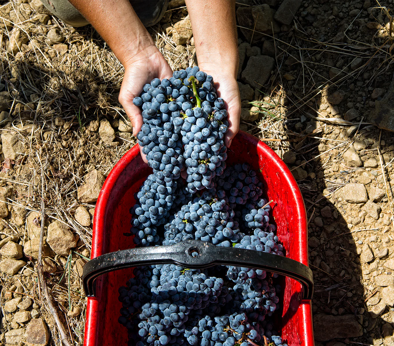 Private VIP Wine Tour Belguardo - Gift Voucher